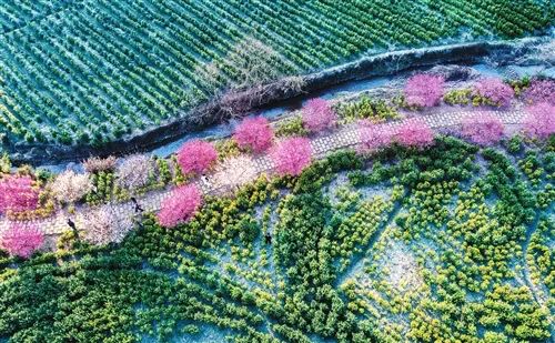 与你共读|诗意清明