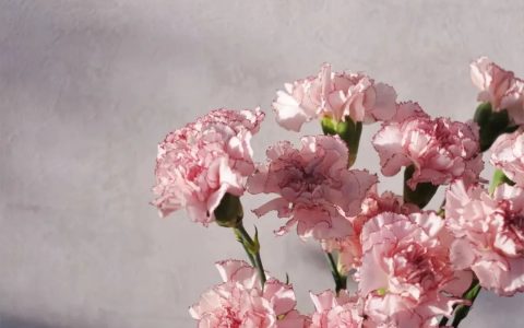 贾平凹：喷嚏一打，便想到我妈了