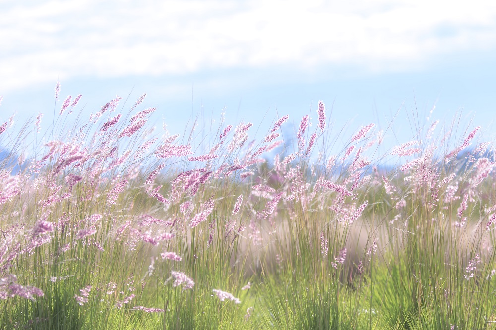 孙燕姿写《我的AI》引发轰动：毕竟“人是一根会思考的芦苇”