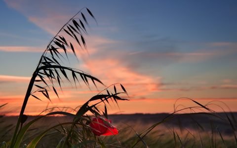 孙燕姿写《我的AI》引发轰动：毕竟“人是一根会思考的芦苇”