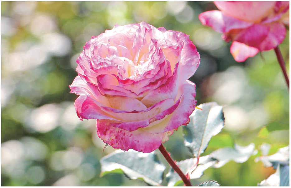 新书推荐丨月季病虫害图鉴与防控手册