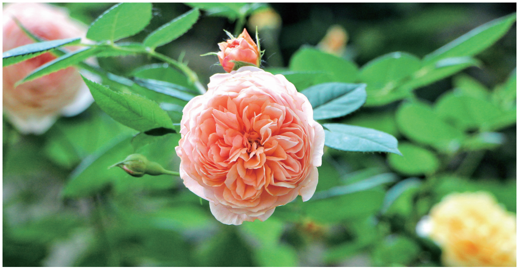 新书推荐丨月季病虫害图鉴与防控手册