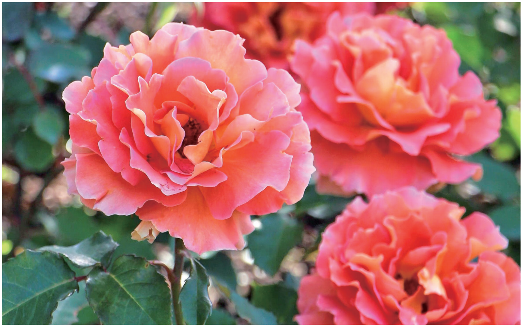 新书推荐丨月季病虫害图鉴与防控手册