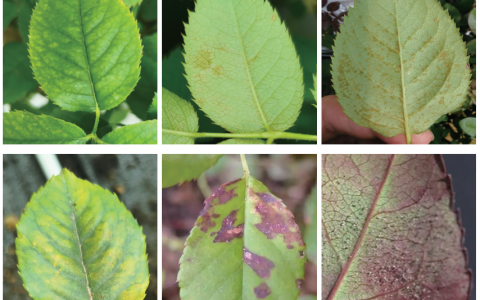 新书推荐丨月季病虫害图鉴与防控手册