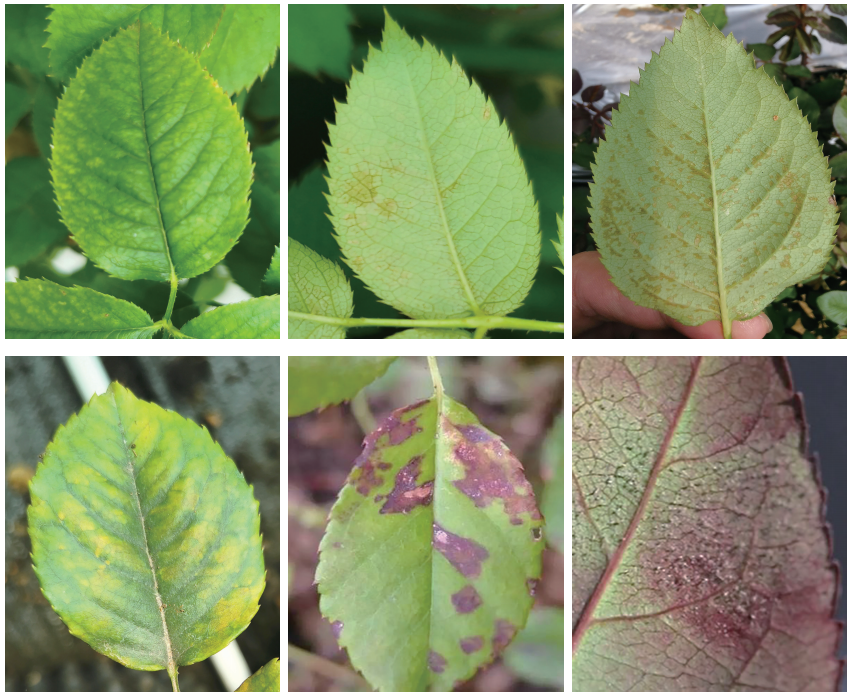 新书推荐丨月季病虫害图鉴与防控手册