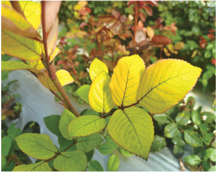 新书推荐丨月季病虫害图鉴与防控手册