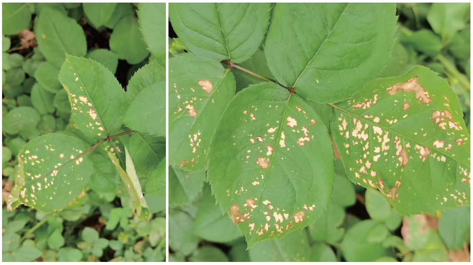 新书推荐丨月季病虫害图鉴与防控手册