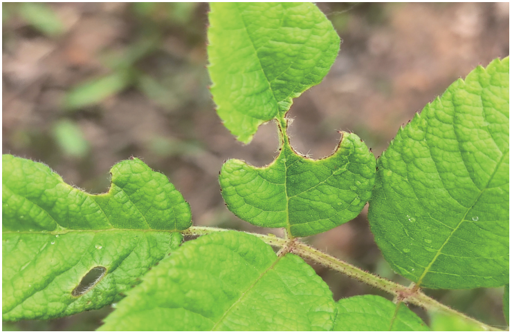 新书推荐丨月季病虫害图鉴与防控手册