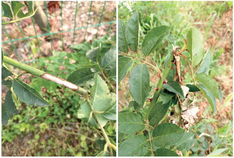 新书推荐丨月季病虫害图鉴与防控手册