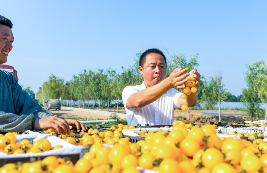 宜图典藏 · 地方文献精品荐读 | 第2期：《希望的田野》
