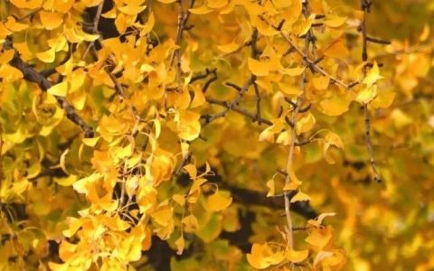 人文武汉：显正街记忆 汉阳树