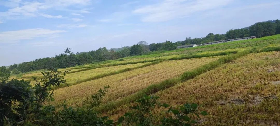 聂震宁《书生行》：书真好“舒甄好”