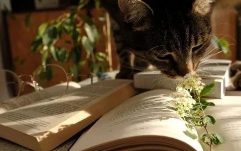 推荐一本真真真不错的治愈书籍《人生缓缓》：送给拧巴、焦虑、急躁的你！