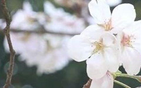 宜城市图书馆2024年清明节开放时间