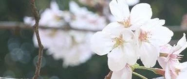 宜城市图书馆2024年清明节开放时间