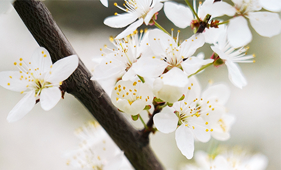 老河口市图书馆举行“河图相伴，与‘梨’相约”全民阅读推广活动