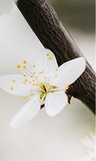 老河口市图书馆举行“河图相伴，与‘梨’相约”全民阅读推广活动