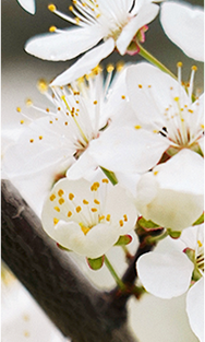 老河口市图书馆举行“河图相伴，与‘梨’相约”全民阅读推广活动