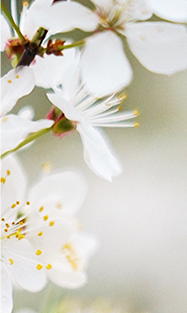 老河口市图书馆举行“河图相伴，与‘梨’相约”全民阅读推广活动