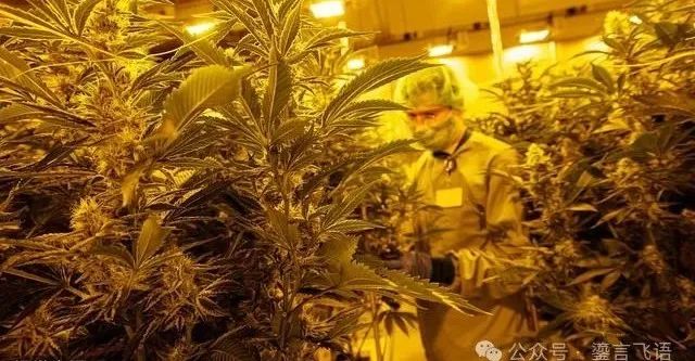 德国大麻合法化,“瘾君子”喜大普奔,凌晨首都聚会庆典:“全都赢麻了”