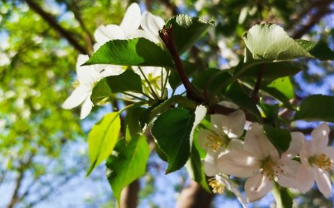 中谷有蓷 ‖ 與任城許主簿遊南池