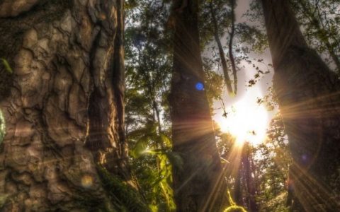 《峡河西流去》他在诗歌里冲天一喊，在散文里游荡故乡