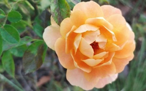 史記·卷83-84：穿越时代的传记