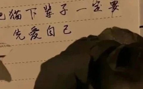 21岁的野王胖猫失恋跳江：可笑的是深情在今天被叫舔狗…