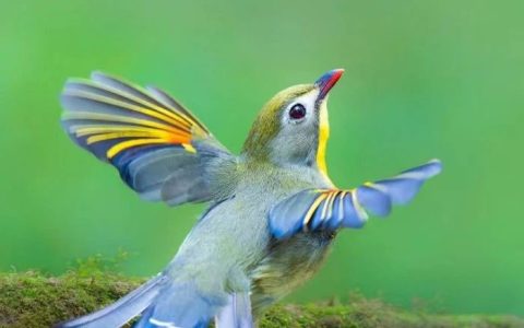 襄阳市图书馆典藏 · 地方文献精品荐读 | 第148期：布谷声中夏令新《襄阳鸟类鉴赏》