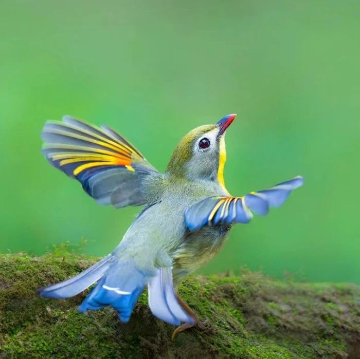 襄阳市图书馆典藏 · 地方文献精品荐读 | 第148期：布谷声中夏令新《襄阳鸟类鉴赏》