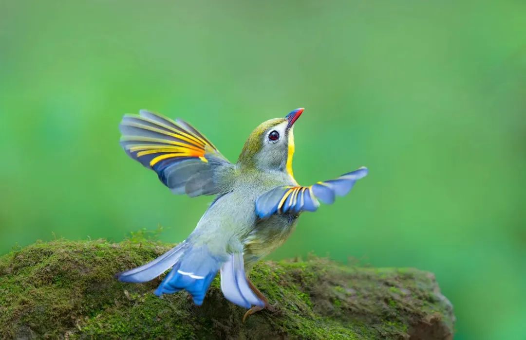 襄阳市图书馆典藏 · 地方文献精品荐读 | 第148期:布谷声中夏令新《襄阳鸟类鉴赏》