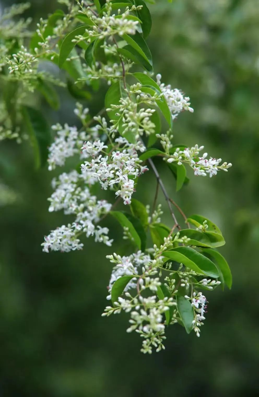 襄阳市图书馆典藏 · 地方文献精品荐读 | 第148期:布谷声中夏令新《襄阳鸟类鉴赏》