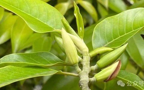 美国高校图书馆部门主任亲历的专业化馆长治馆故事