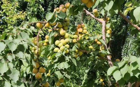 古风版期末评语（一）