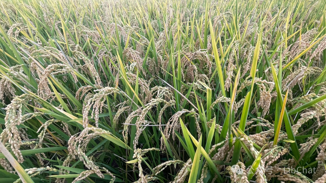 关于图书馆从业人员培训需求的观察与思考