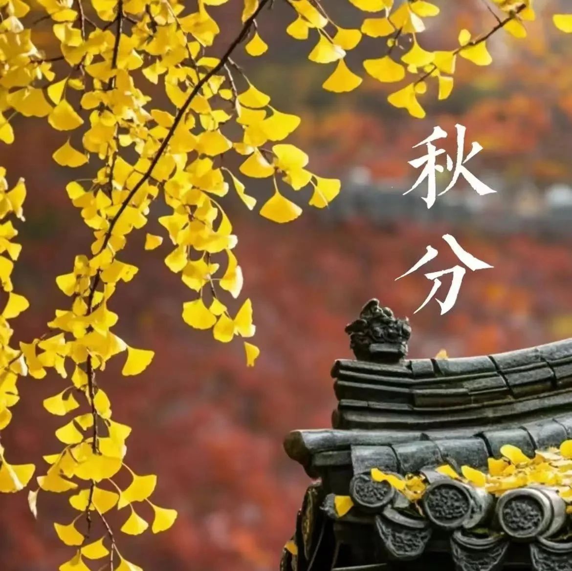 今日秋分：风清露冷，这6本书给你多重美的享受