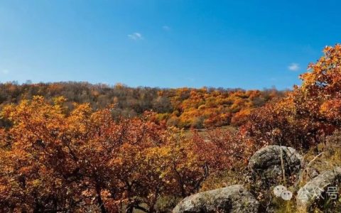 “图书馆作为大学‘心脏’的光环已逐渐褪去”有感