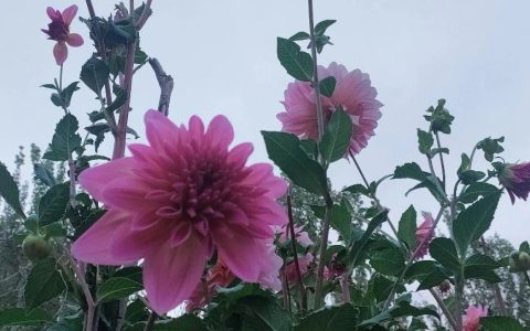 张爱玲事迹补遗:失眠及其他