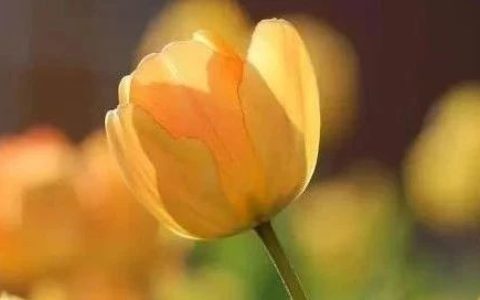 毕飞宇关于小说阅读的11条建议