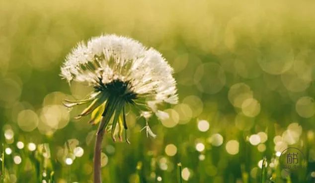 发现一个奇怪的现象：兄弟姐妹中，那个最大方、最宽厚、最不斤斤计较的人，往往日子过得更好，孩子一般也很优秀！