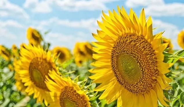 发现一个奇怪的现象：兄弟姐妹中，那个最大方、最宽厚、最不斤斤计较的人，往往日子过得更好，孩子一般也很优秀！