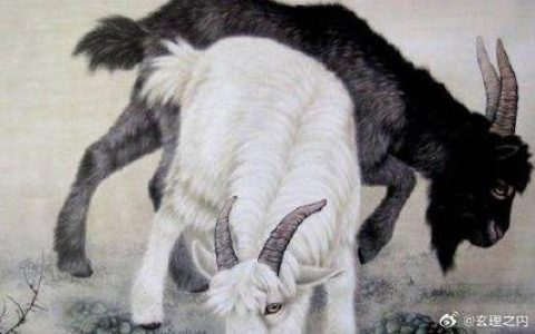 道人指肖是牛狗，五谷丰登喜羊羊。打一精准生肖动物，构建解答解释落实