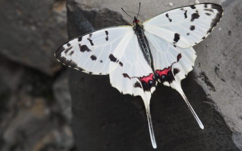 四翅花蝶，三層葉子，招徕斑犬神吠。打一精准生肖动物，科学解答解释落实