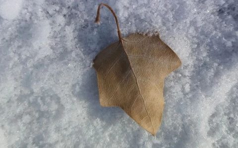 公衆號裏那些人｜君子如鳳凰