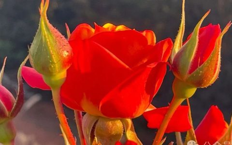 陈建龙：高校图书馆资源服务一体化发展五大趋势