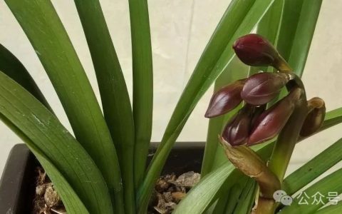 高校需要在编博士学位馆员干什么？