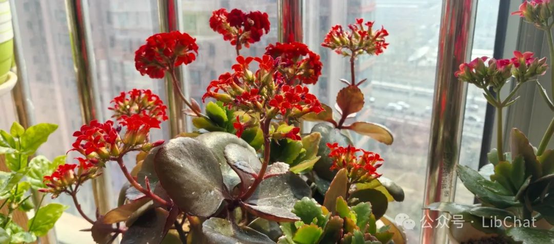 高校需要在编博士学位馆员干什么？