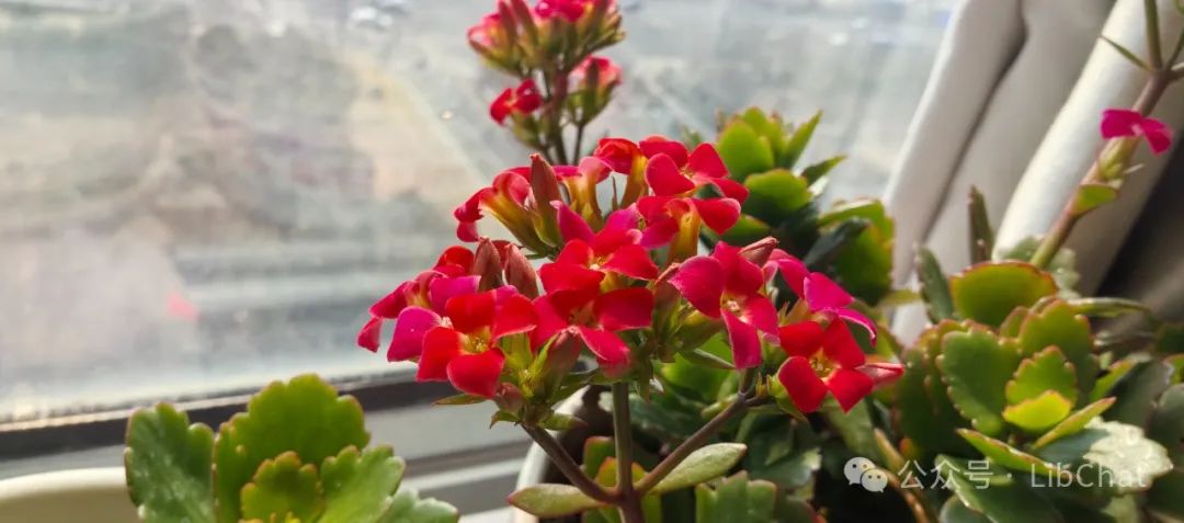 高校需要在编博士学位馆员干什么？