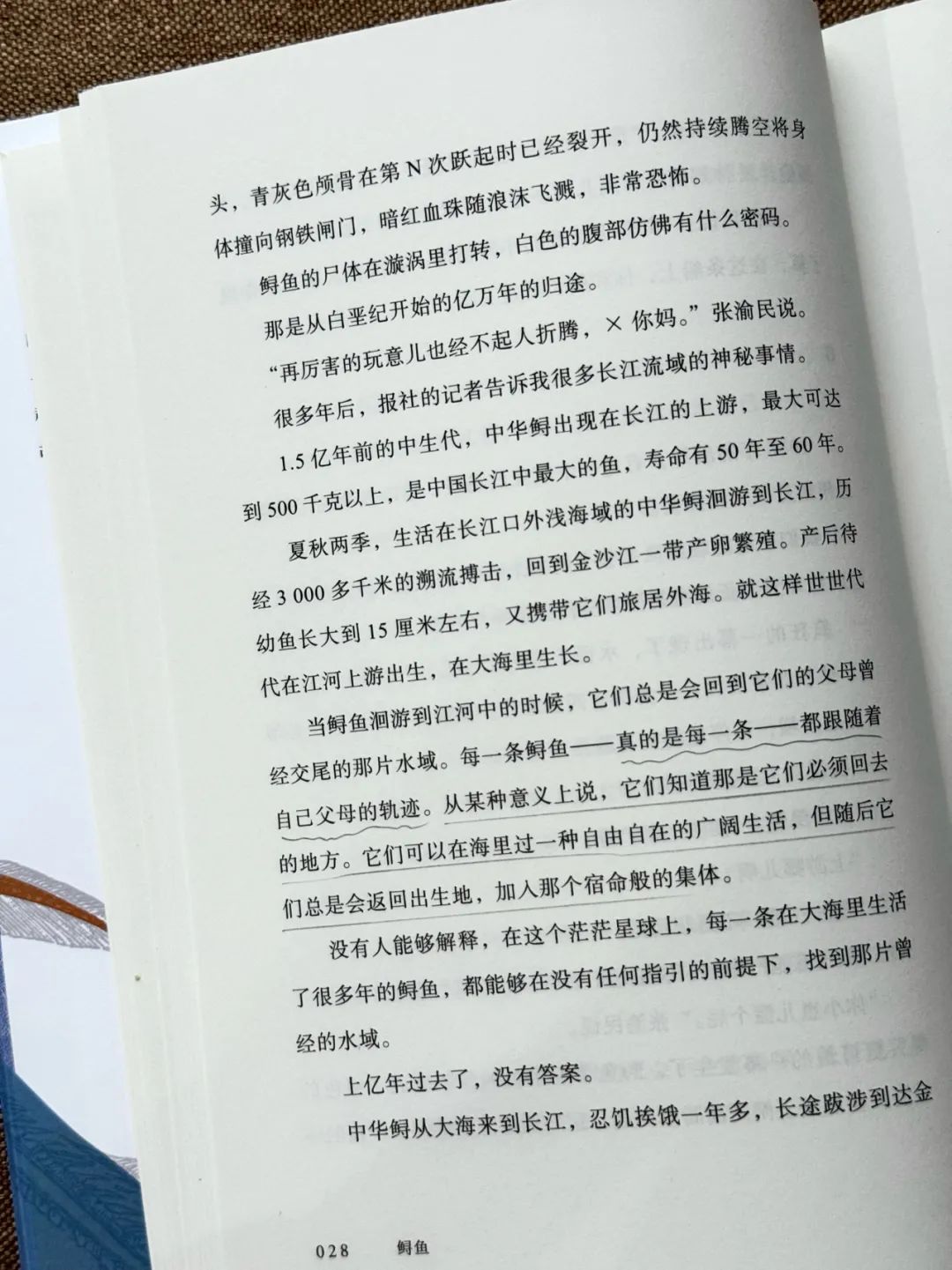 凌晨看完《鲟鱼》，让我久久不能平静