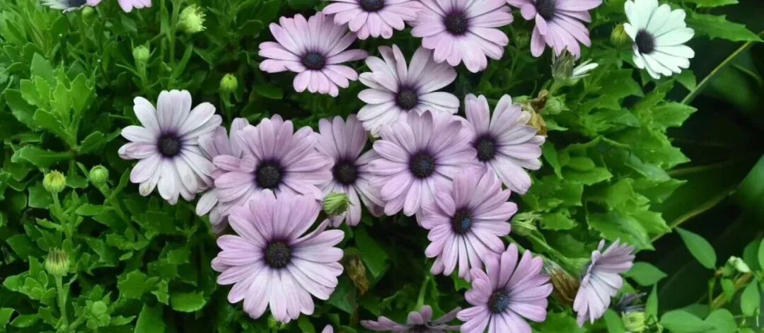 《被讨厌的勇气》这是我逢人就推荐的一本书